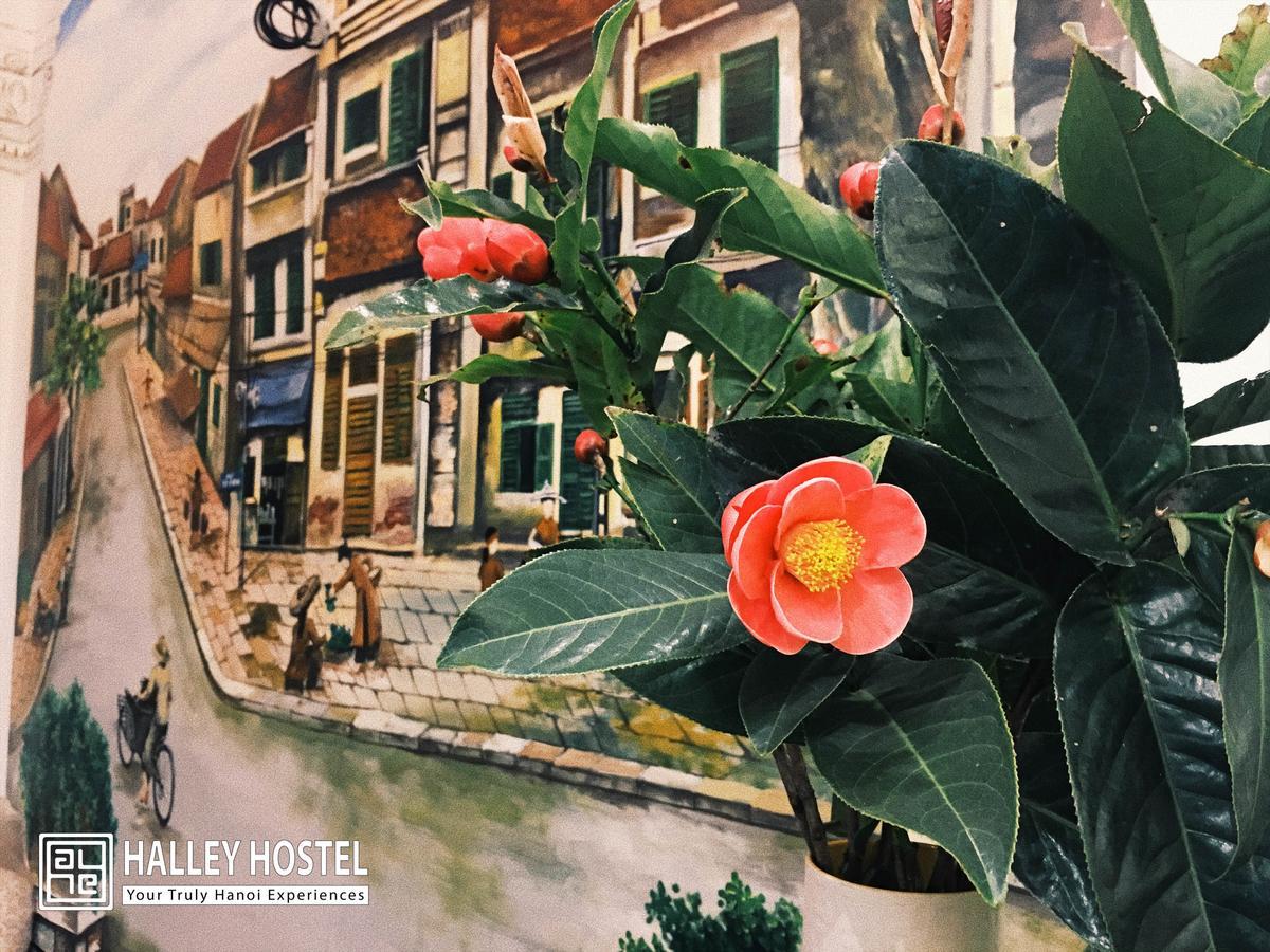 Halley Hostel هانوي المظهر الخارجي الصورة